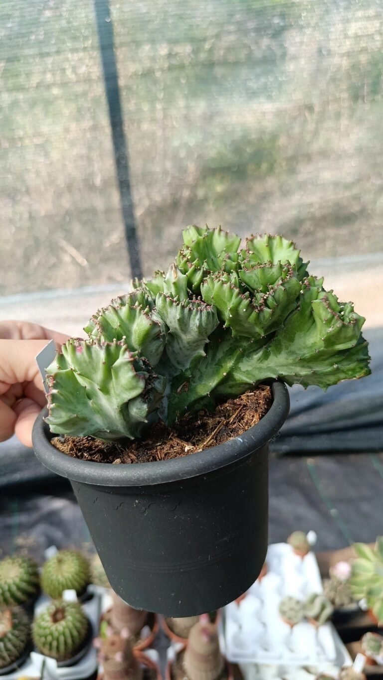 Euphorbia Lactea Crestata