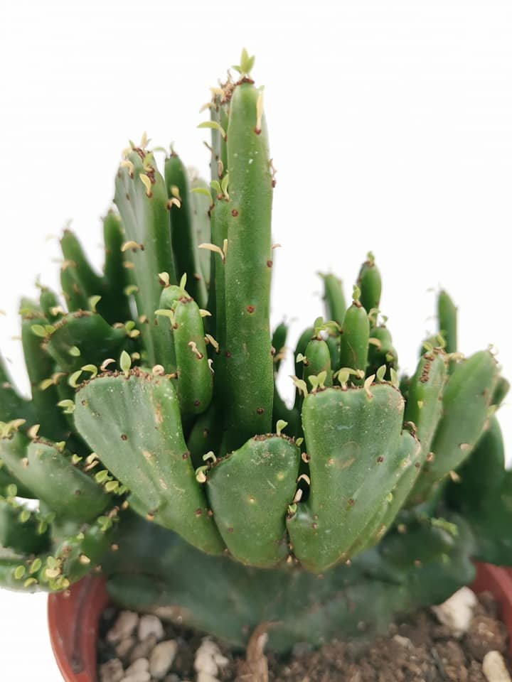 Euphorbia Leucodendron Crestata