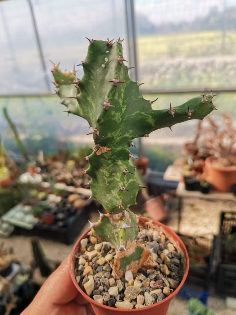 Euphorbia Tortilis
