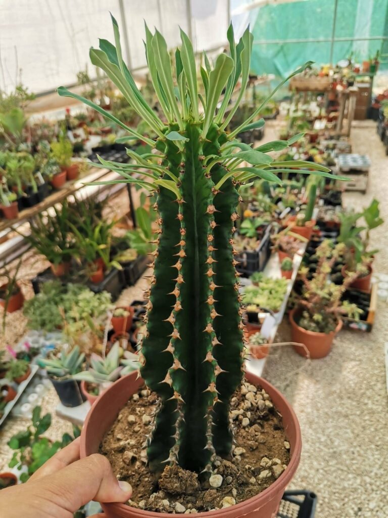 Euphorbia Abyssinica