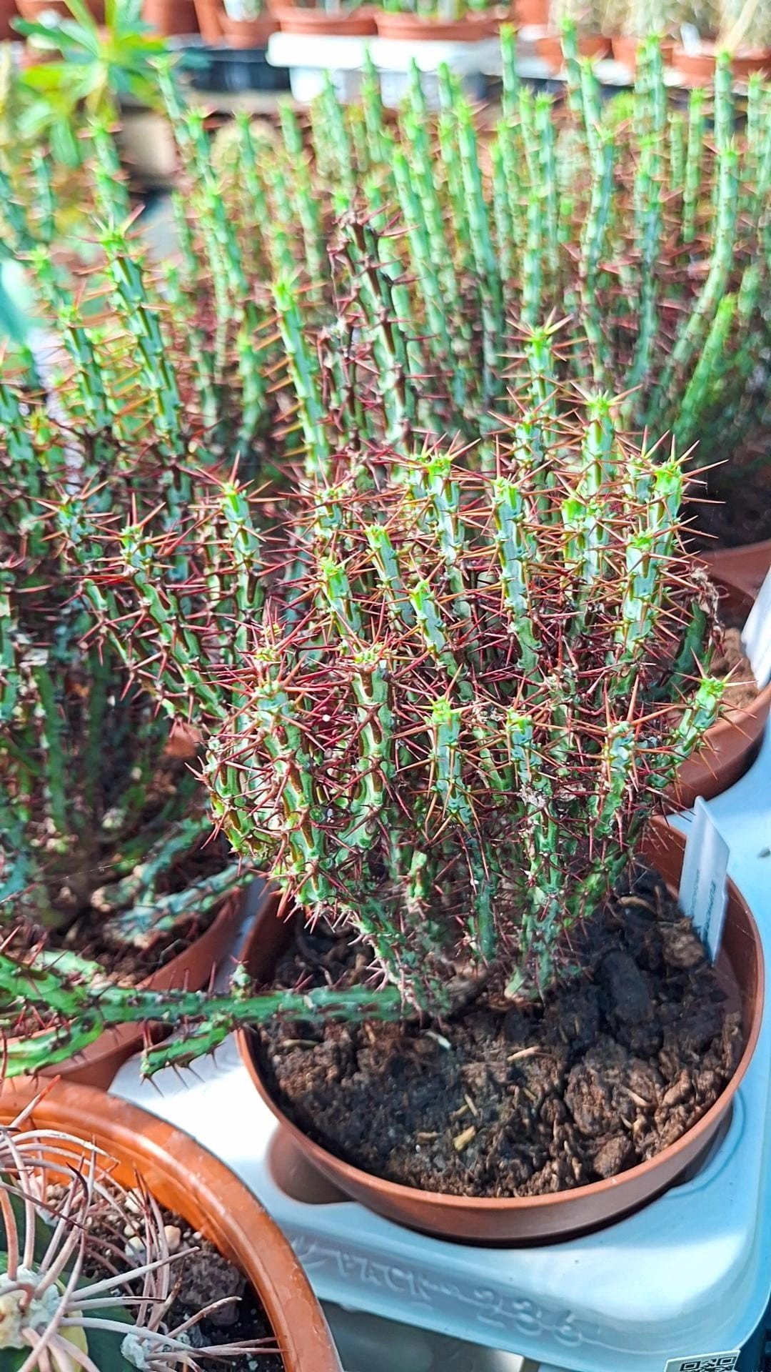 Euphorbia Aeruginosa