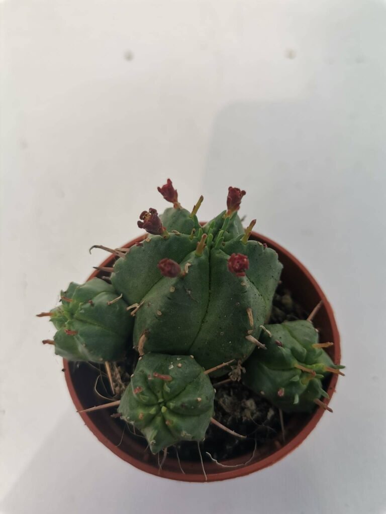 Euphorbia Aggregata