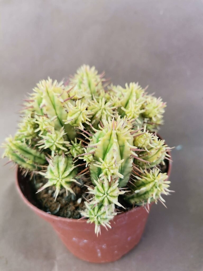 Euphorbia Aggregata Variegata