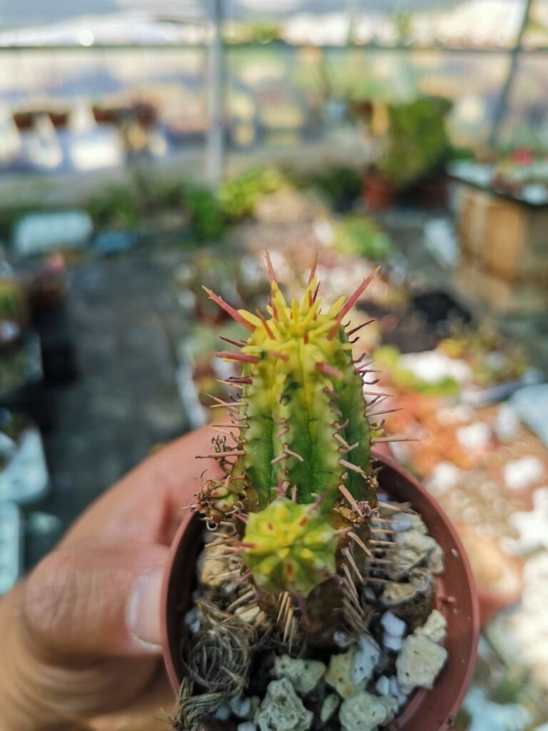 Euphorbia Aggregata Variegata