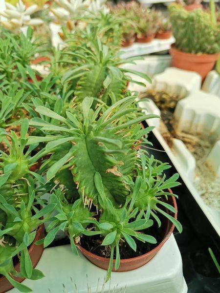 Euphorbia Aggregata