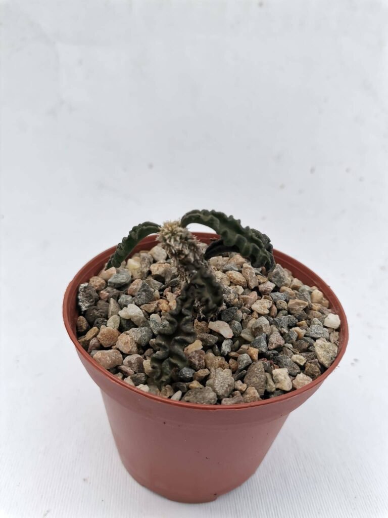 Euphorbia Ambovombensis Ambovombe Madgascar