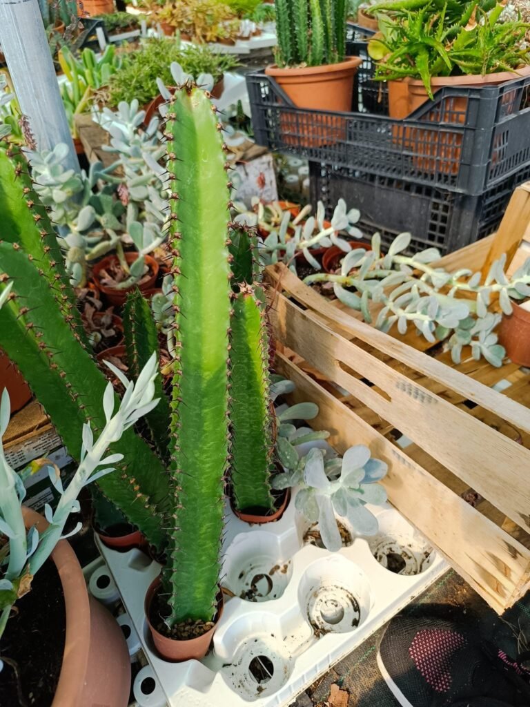 Euphorbia Ammak