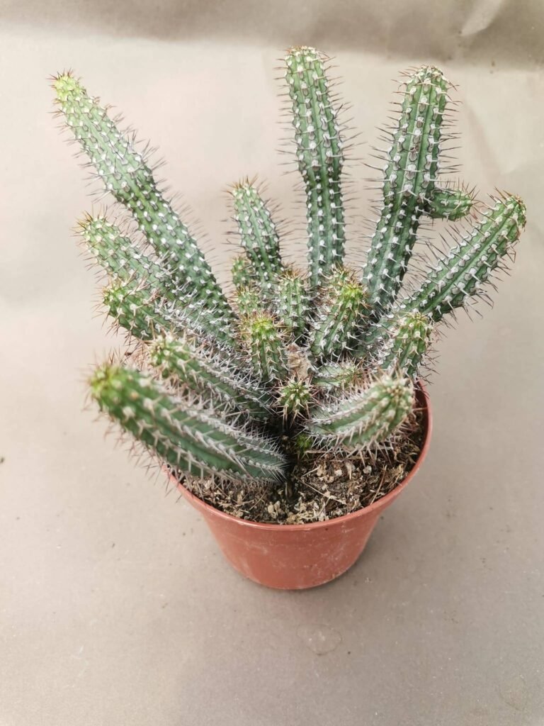Euphorbia Baioensis