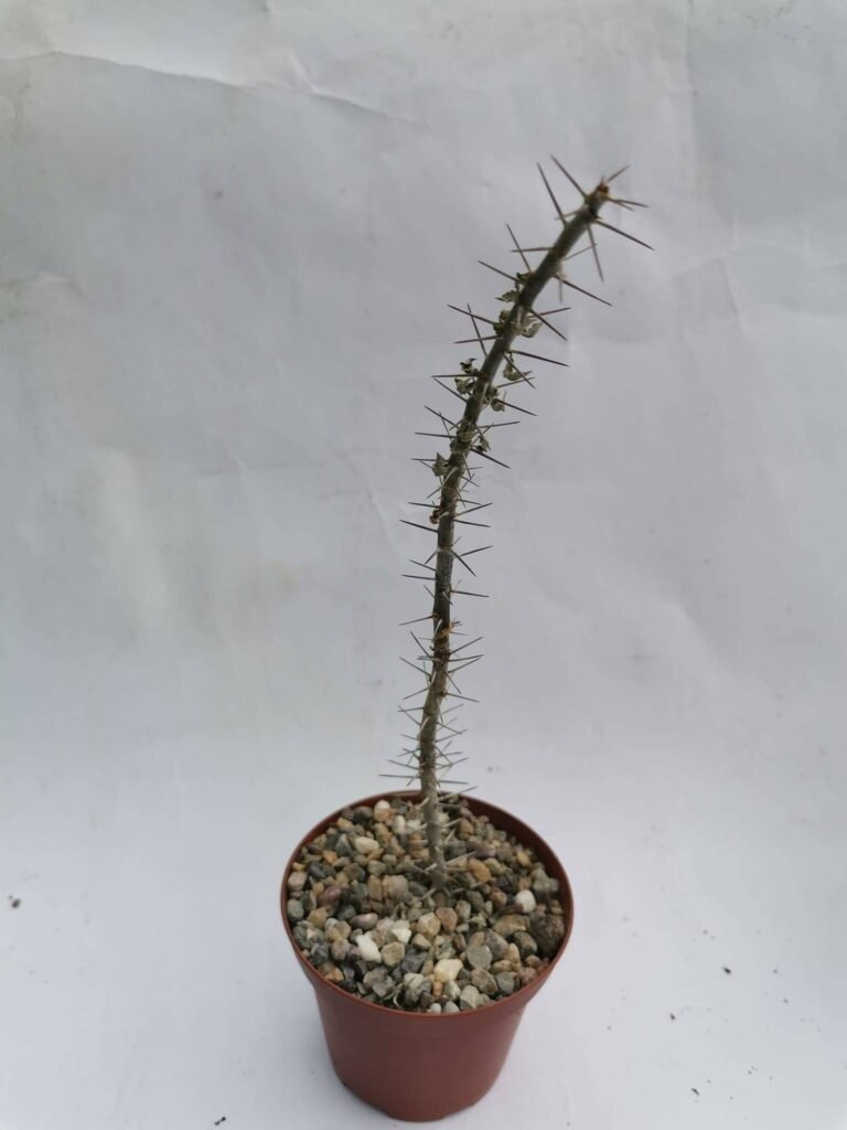 Euphorbia Beharensis