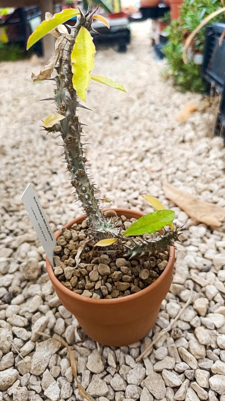 Euphorbia bevialopsis