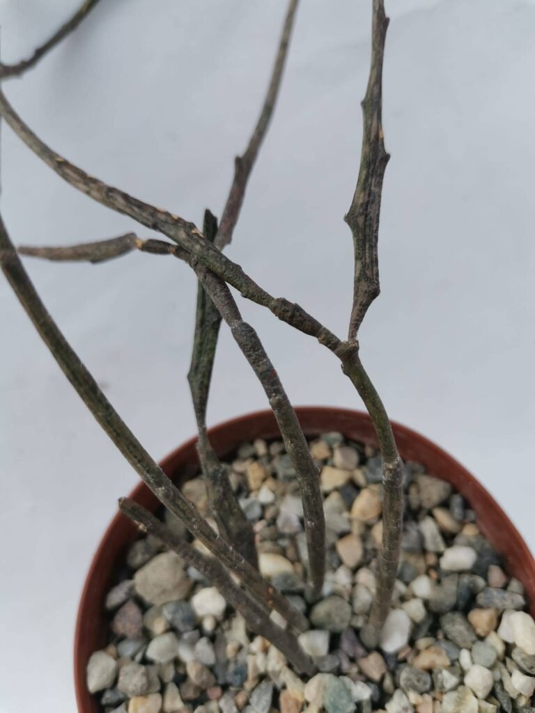 Euphorbia Bosseri