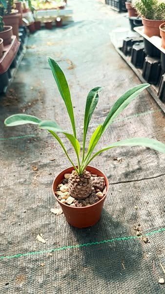 Euphorbia Bupleurifolia