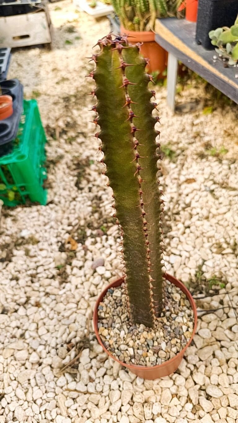 Euphorbia Canariensis