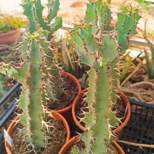 Euphorbia coerulescens