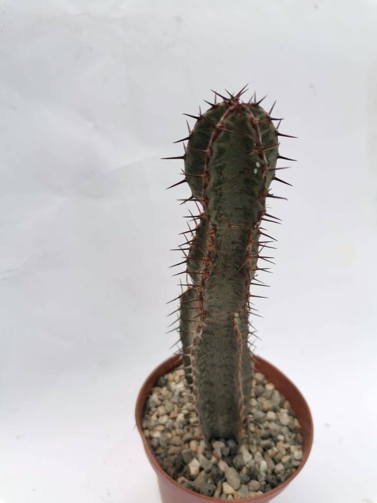 Euphorbia Confinalis ssp Rhodesica