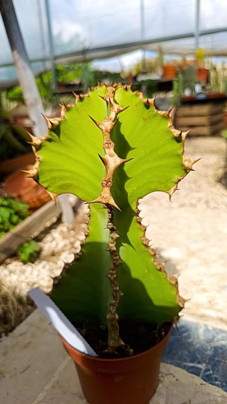 Euphorbia Cooperi