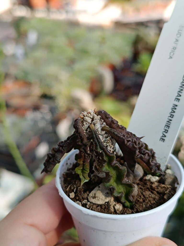 Euphorbia Decaryi v. Spirosticha