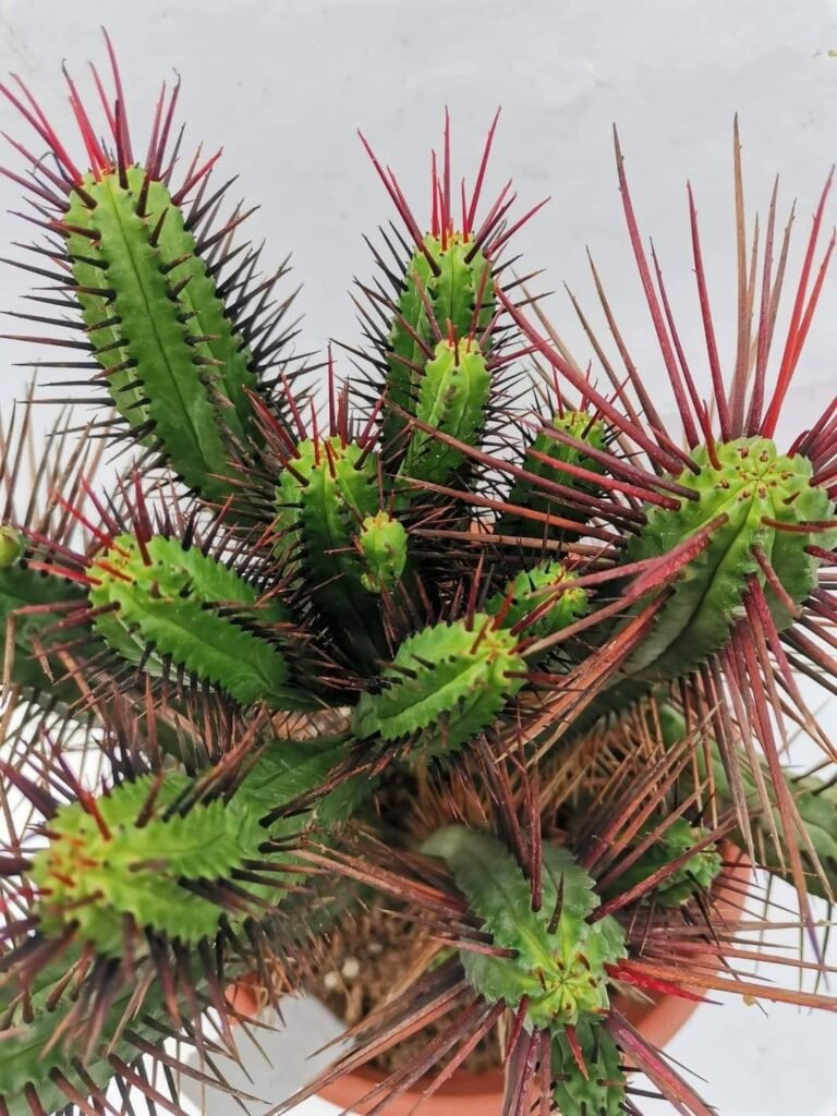 Euphorbia Enopla big size