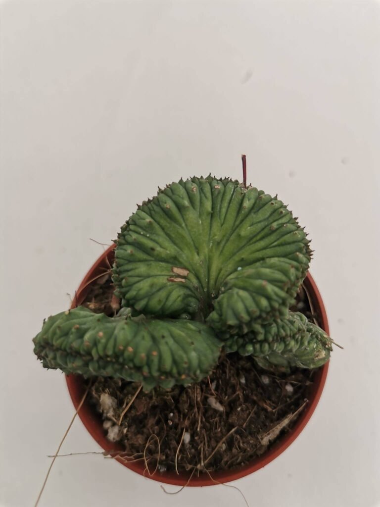 Euphorbia Enopla Crestata