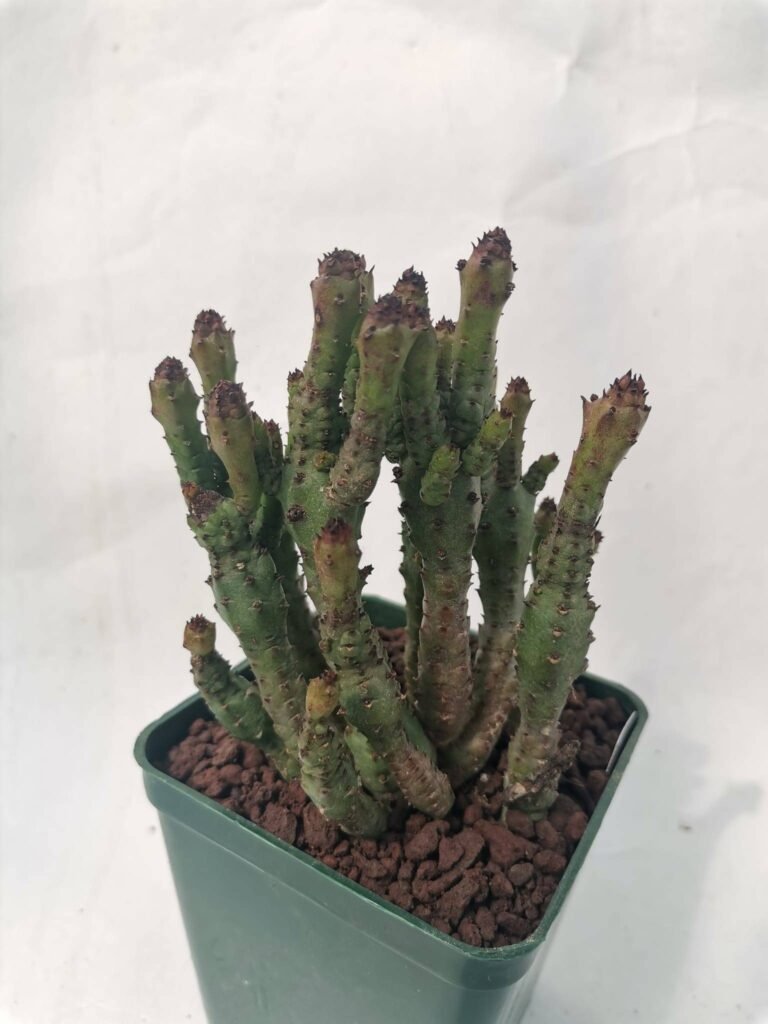 Euphorbia Enopla Mostruosa f. Corallina