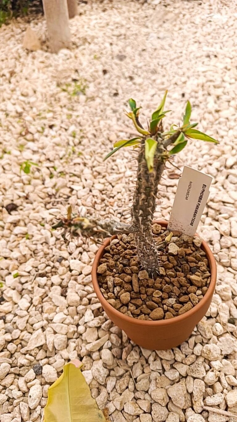 Euphorbia fianarantsoa