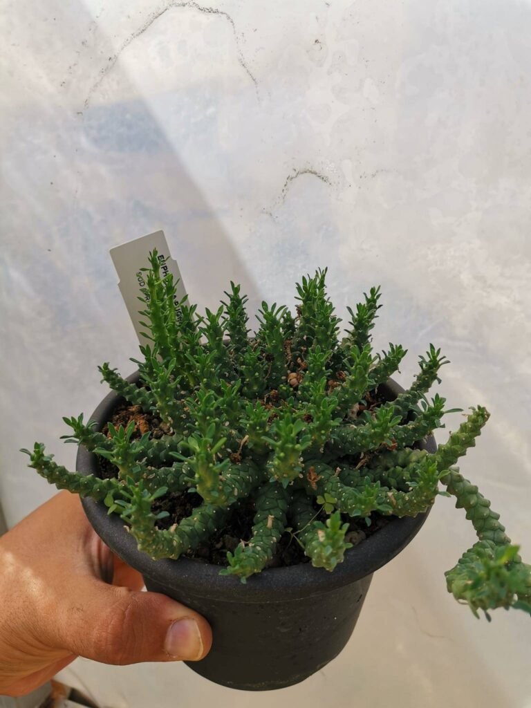 Euphorbia Flanaganii