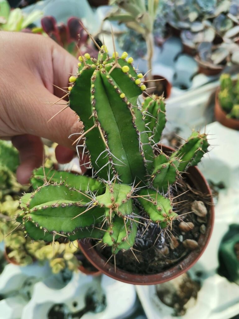 Euphorbia Fruticosa