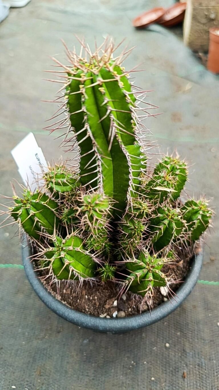 Euphorbia Fruticosa