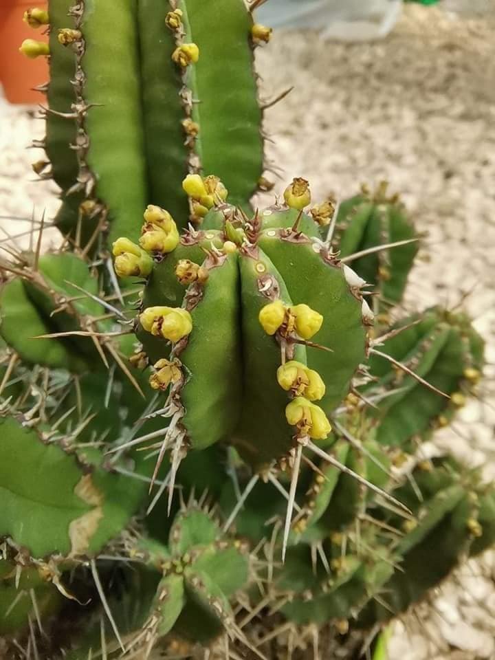 Euphorbia Fruticosa big size