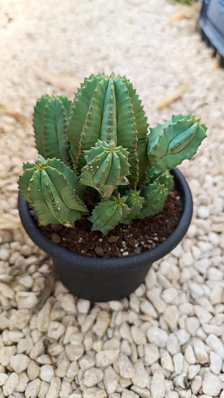 Euphorbia Fruticosa Inermis