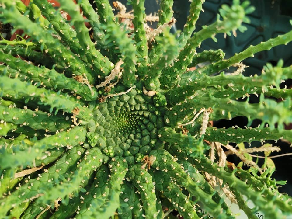 Euphorbia Gorgonis