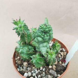 Euphorbia Horrida Kiko f. Mostruosa