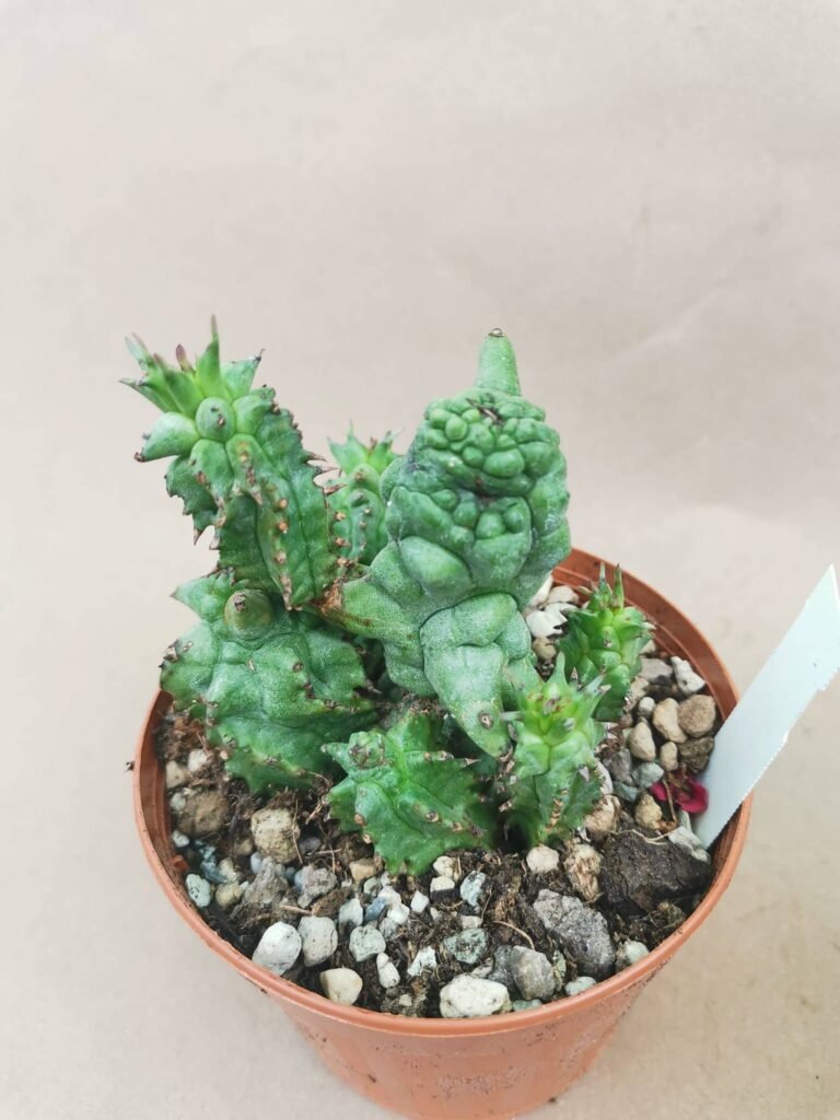 Euphorbia Horrida Kiko f. Mostruosa