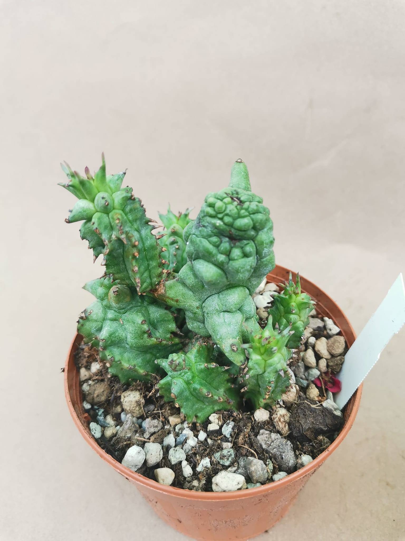 Euphorbia Horrida Kiko f. Mostruosa