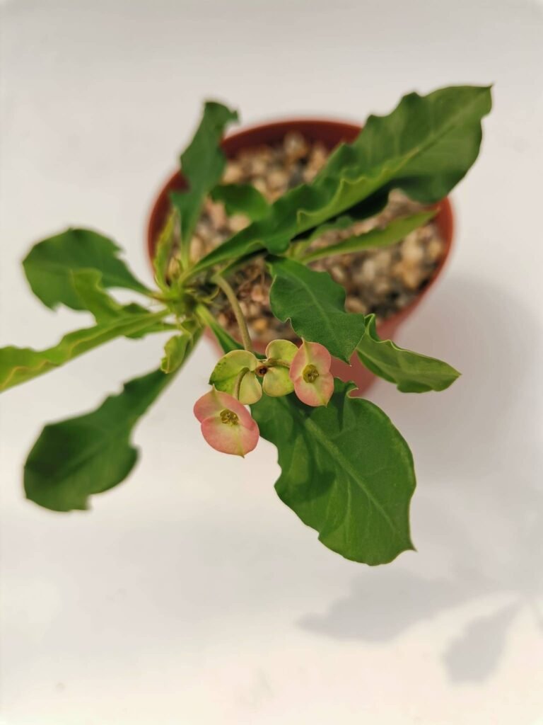 Euphorbia hybrid Natwong