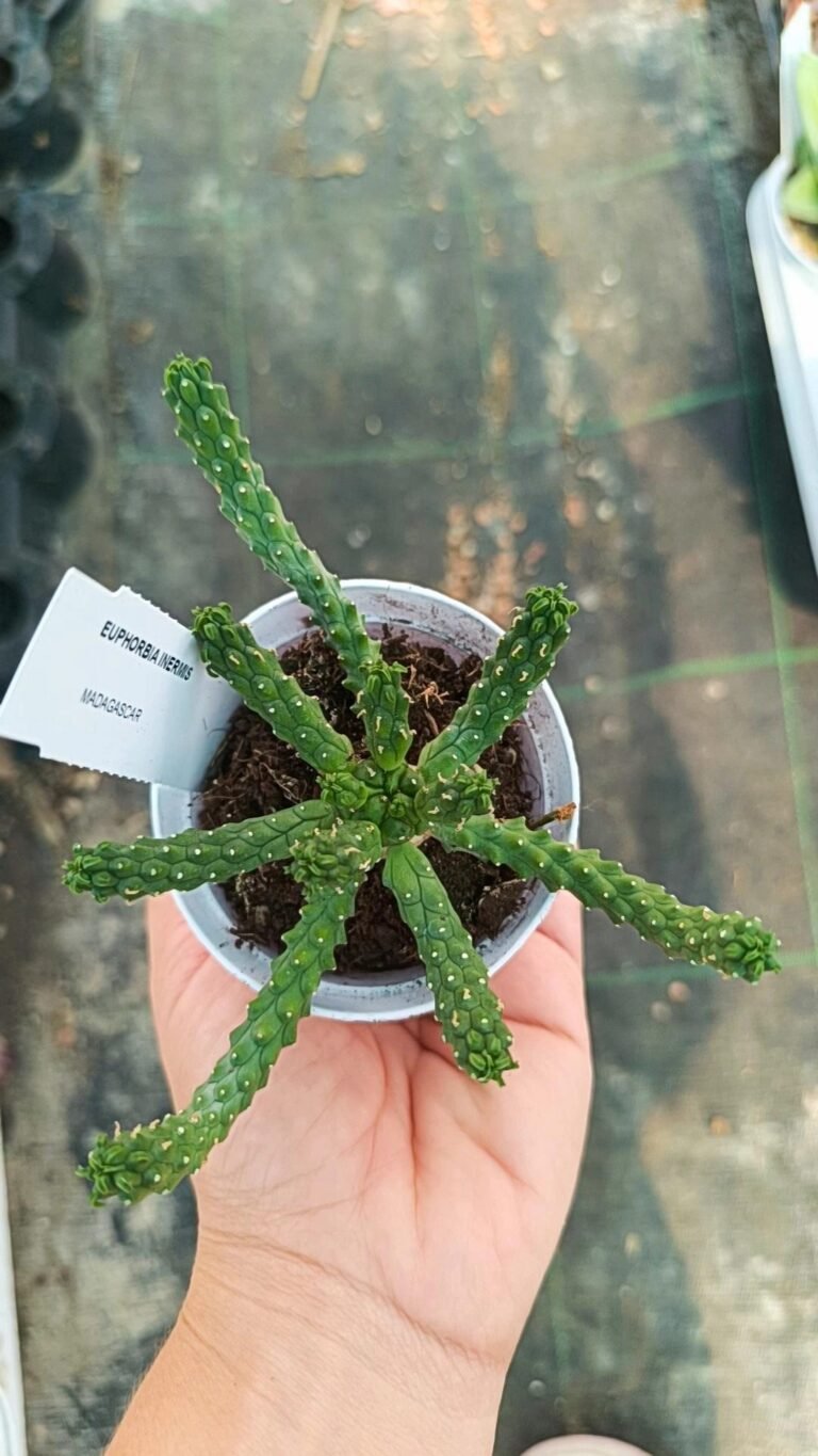 Euphorbia Inermis Caput Medusae