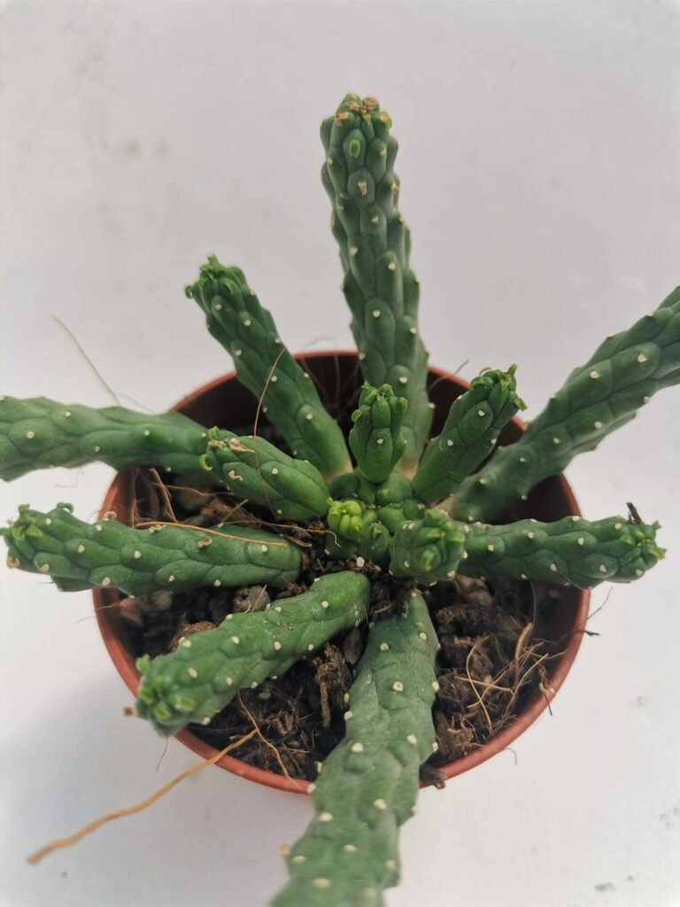 Euphorbia Inermis Caput Medusae