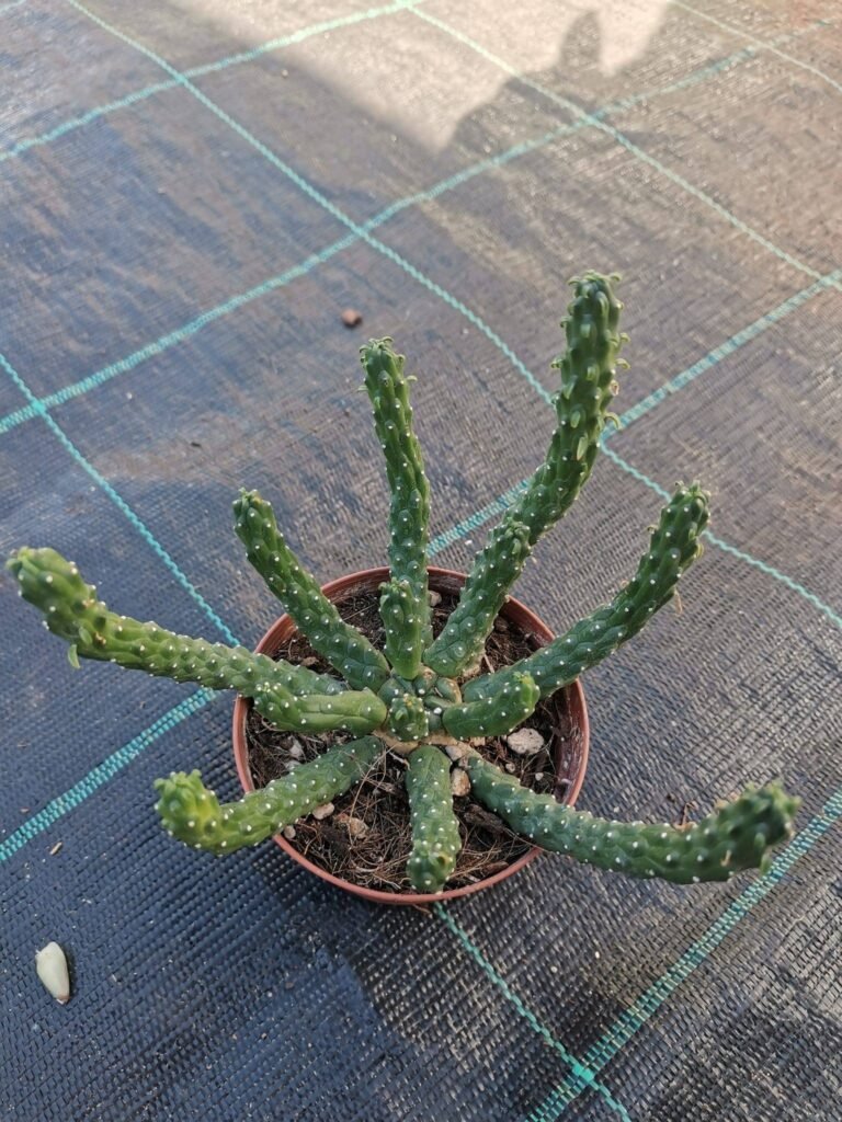 Euphorbia Inermis Caput Medusae