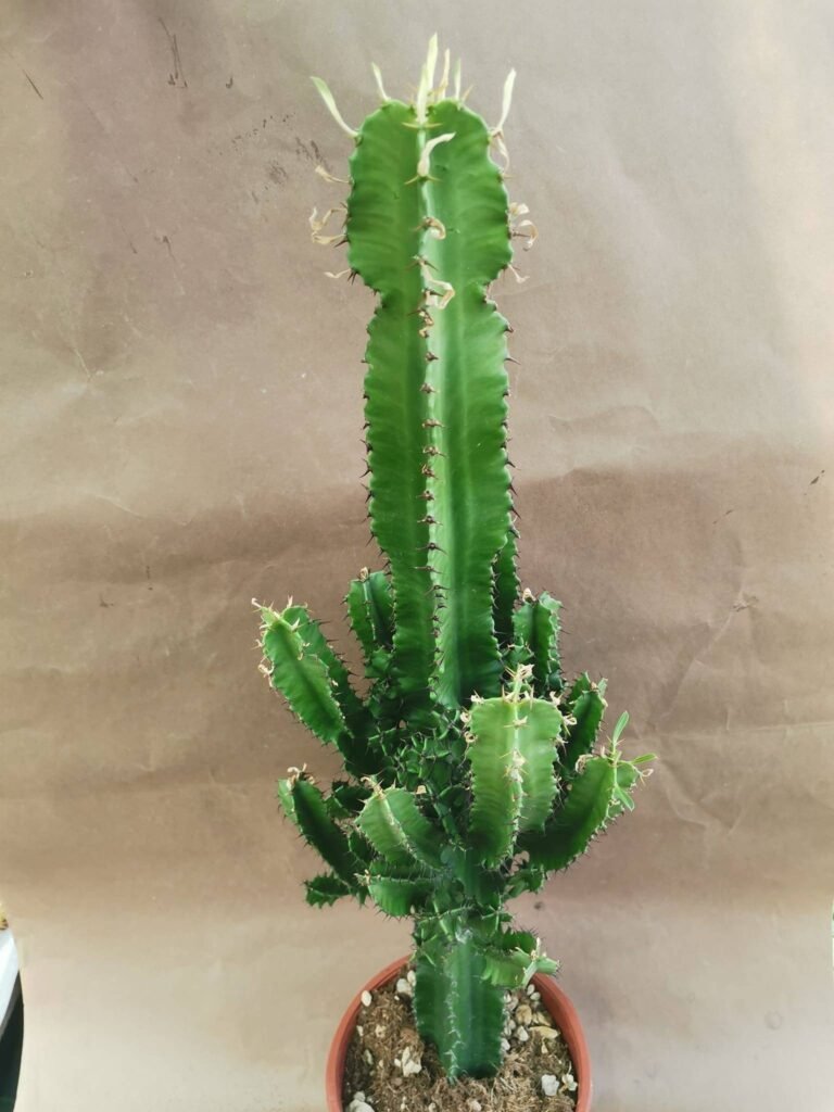 Euphorbia Ingens o Candelabro