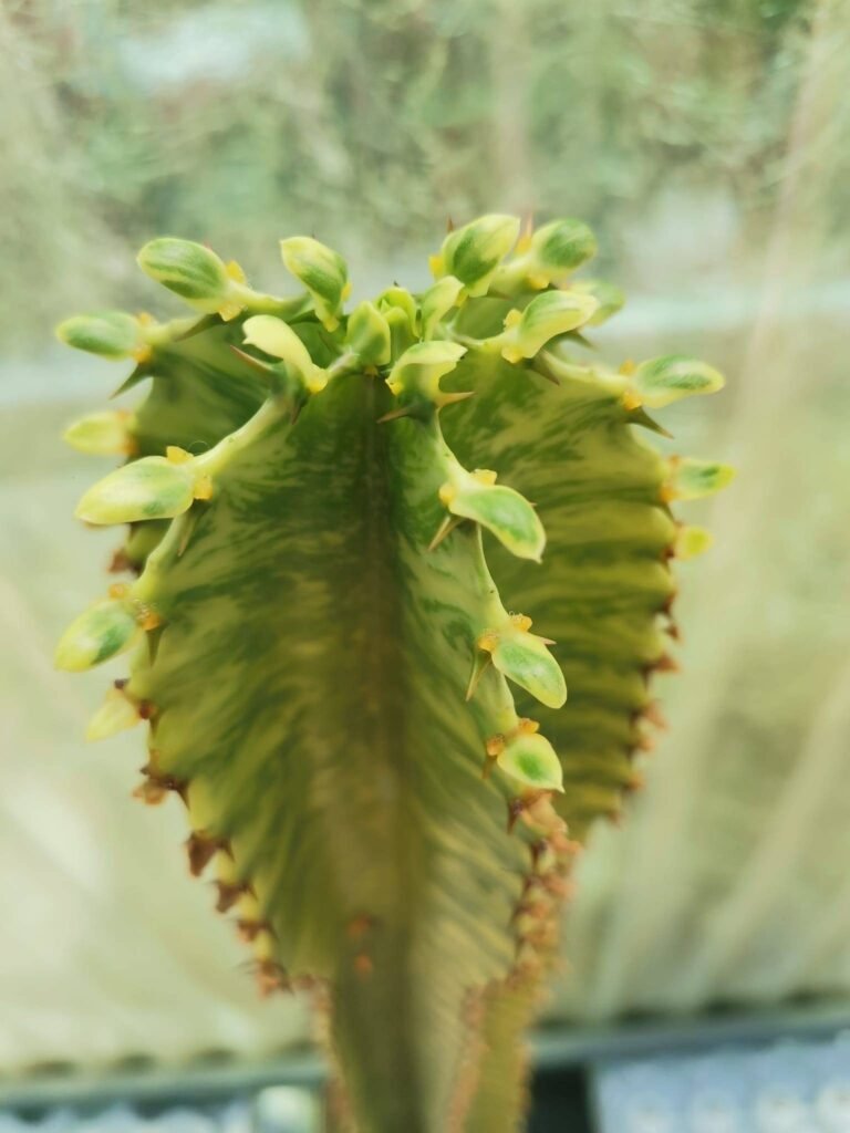 Euphorbia Ingens Variegata