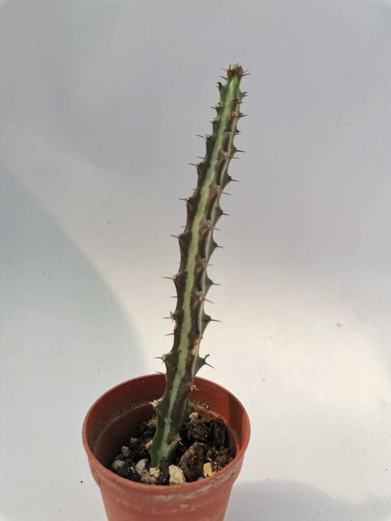 Euphorbia Knuthii