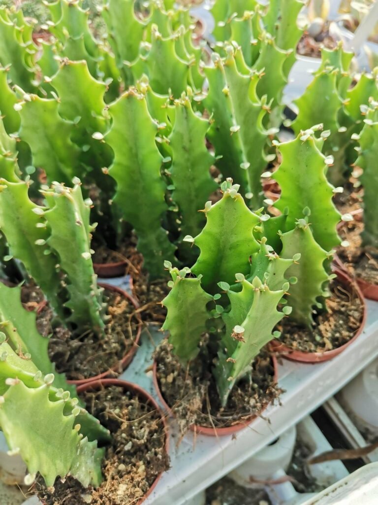 Euphorbia Lactea