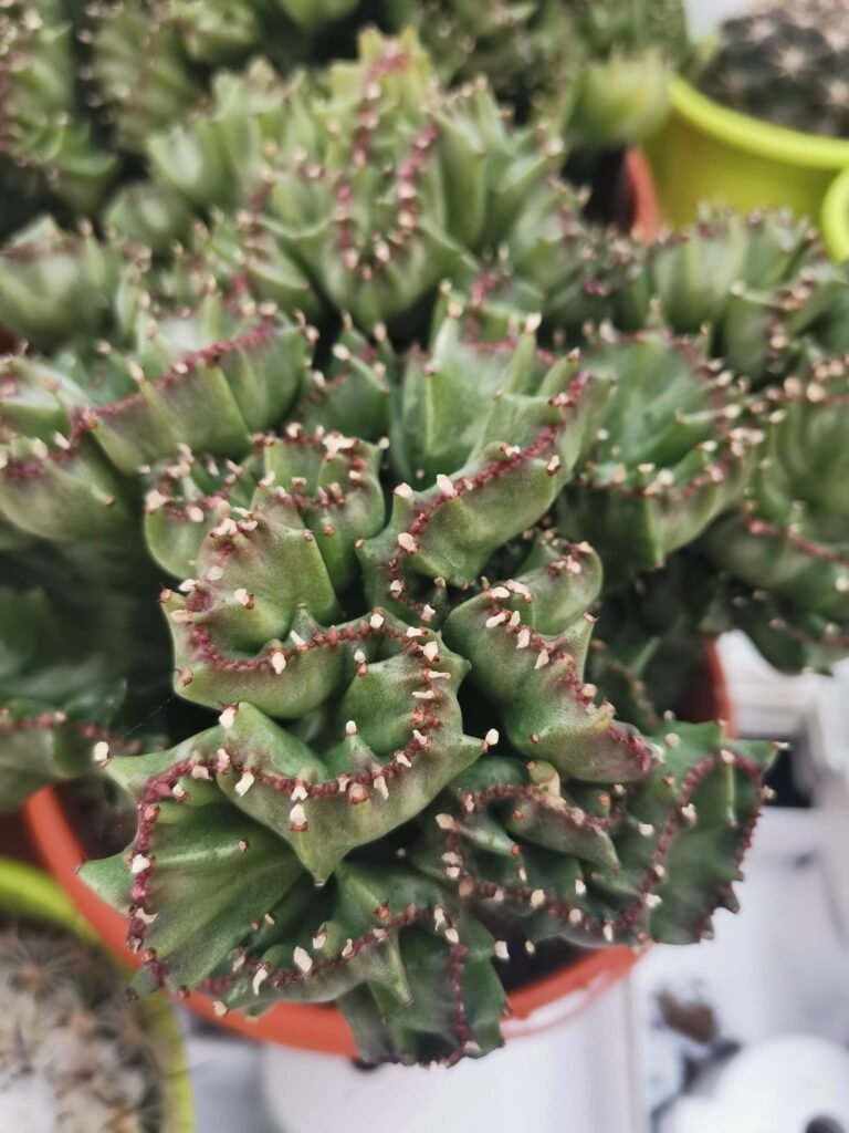 Euphorbia Lactea Crestata big size