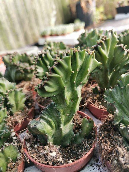 Euphorbia Lactea Crestata