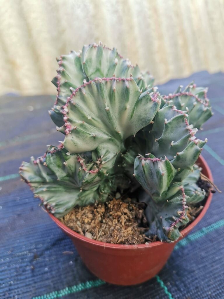 Euphorbia lactea crestata v. White Ghost