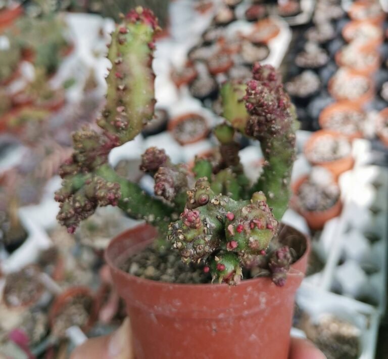 Euphorbia Lactea cv. Mostruosa