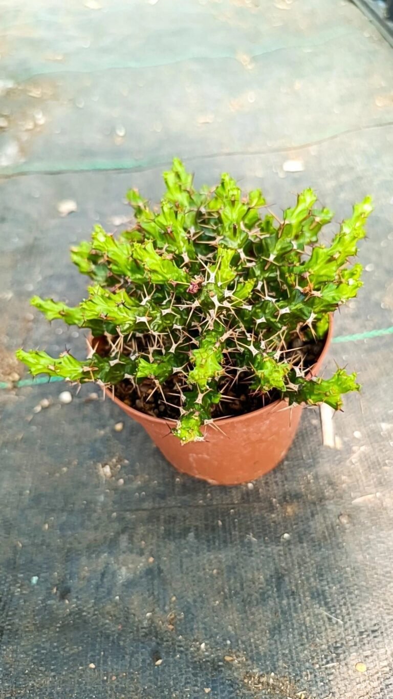 Euphorbia lenewtonii
