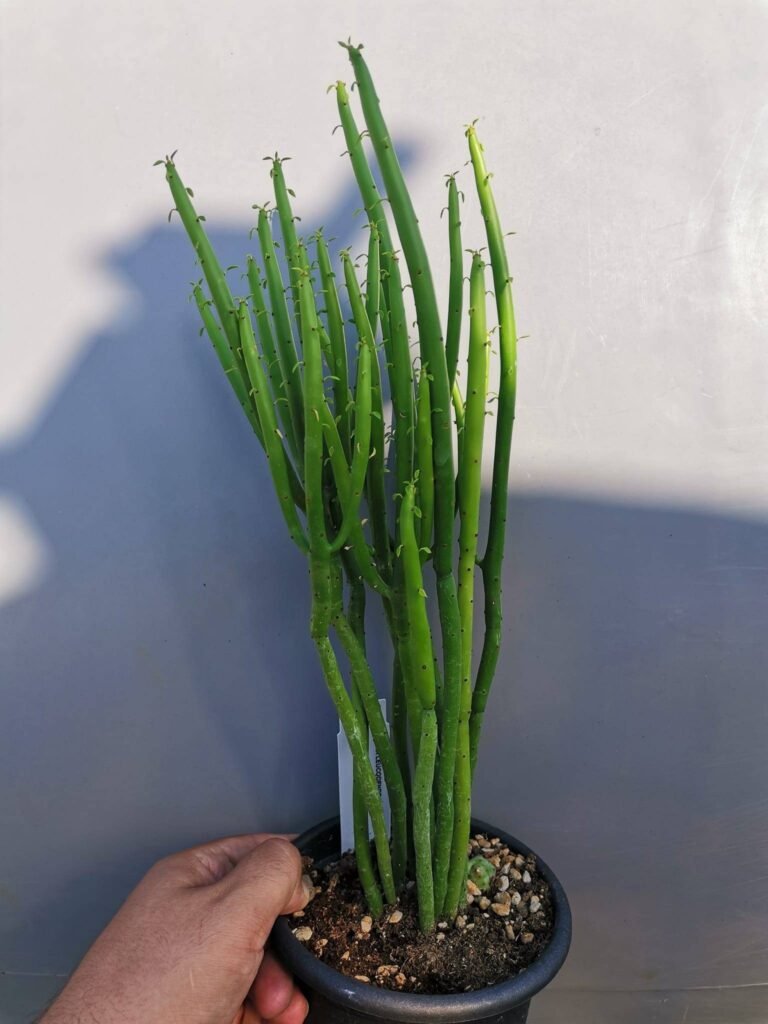 Euphorbia Leucodendron