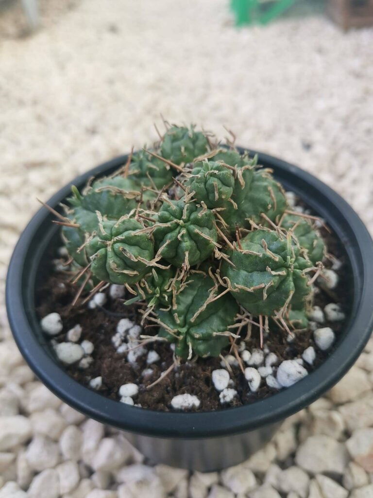 Euphorbia Meloformis