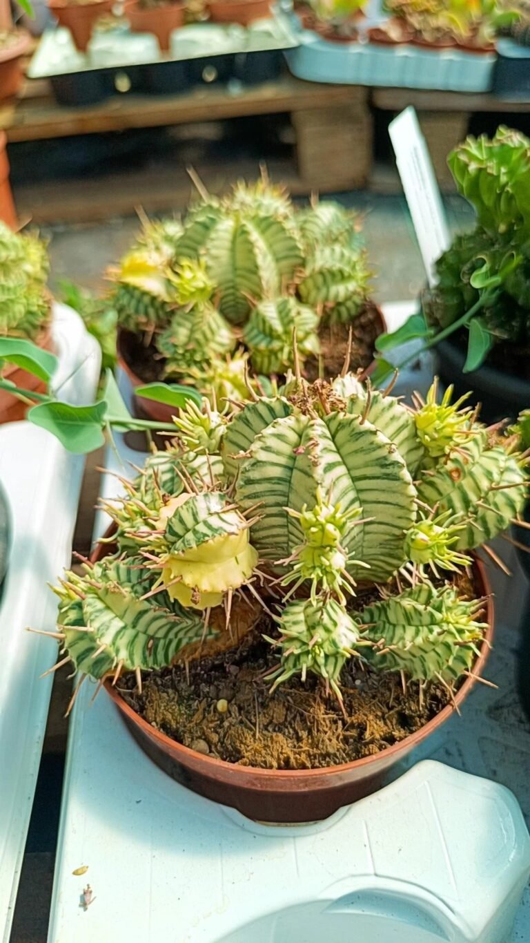 Euphorbia Meloformis Variegata accestita